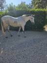 Cheval espagnol pure race