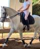 Vends cheval Connemara 
