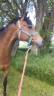 Demi pension poney