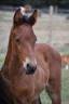 Poulain 2025 Cso 
