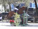 Hongre SF 10 ans CSO amateur