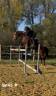 Cheval à vendre Trotteur Français reformé de 8 ans