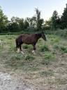 Ponette New forest de croisement 