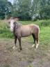 Ponette 2 ans pleins papier welsh 