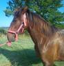 Petite pouliche Pure Race Espagnole