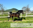 Exceptional 4- year-old purebred Arabian stallion 