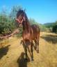 Jument Pure Race Espagnole