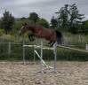 Top jument 4 ans CSO/CCE