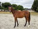 Poulain SF de 2024