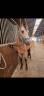 Poney de sport 4ans 