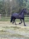 Frison PP