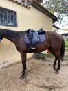 Sella da dressage Passier Optimum