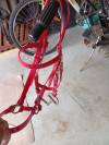Licol filet biotan rouge taille cob