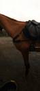 Collier de chasse 