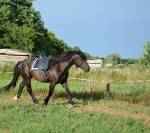Selle Zaldi dressage 17,5