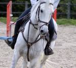 Collier de chasse + martingale Time Rider 
