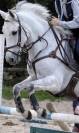 Collier de chasse + martingale Time Rider 
