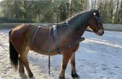Harnais d&rsquo;attelage taille cob