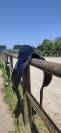 Selle de dressage Bellincourt 17,5