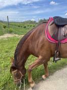 Selle mixte Eric Mondange 