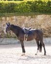Tapis de selle LOVE Mixte - GEM - Look chic et dynamique