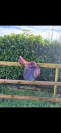 Selle CWD 
