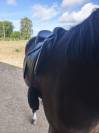 Selle Arion mixte &eacute;quip&eacute; 