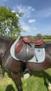 Selle jumpin 17,5