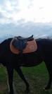Selle IKONIC Light horse Ball 