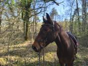Bridon PS of sweden modele nirak havane taille cob