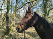 Bridon PS of sweden modele nirak havane taille cob