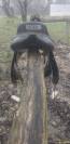 SELLE TERRYS 17.5p
