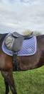 Selle brunet pineau