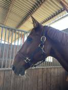 licol en cuir devoucoux neuf 