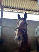 licol en cuir devoucoux neuf 