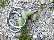 Mors olive flexible double brisure go&ucirc;t pomme
