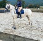 Sella da dressage Thorowgood   17.5" - 2023