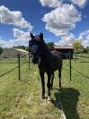 Dalle Stabilisation SAGUSTU sol CHEVAUX