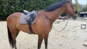 Selle octave S - amerigo