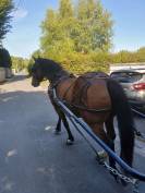 Harnachement attelage