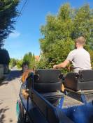 Harnachement attelage