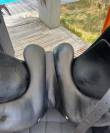Selle Dressage Antares Carlos Pinto