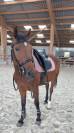 Selle Bates taille 17