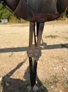 LOT SELLES FORESTIER AACHEN ET BOECKELO