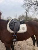 Selle forestier 