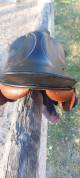 Selle stubben 