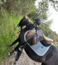 Tapis kentucky 