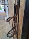 Bridon Forestier marron, avec muserolle anatomique