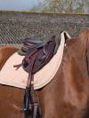 Selle Lucyfer Platinium 