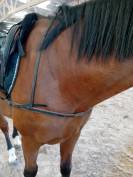 Collier de chasse